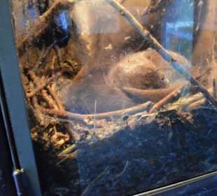 Freilichtmuseum Skansen