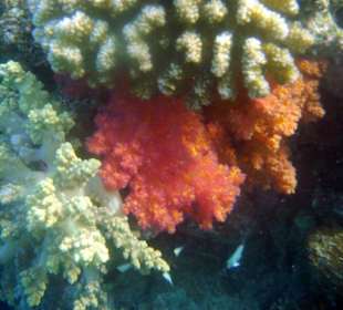 Schnorcheltraum Lahami Bay