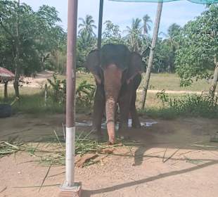 Elefant Koh Samui