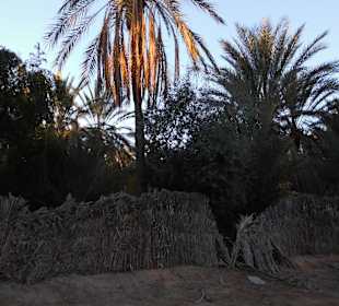 Palmenoase / Datteln in Tunesien