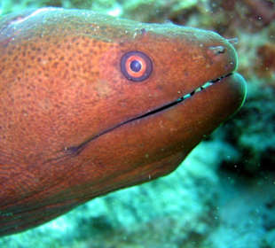 Tauchen bei Racha Island