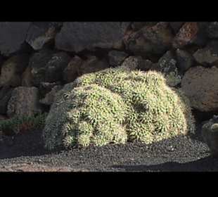 Kakteen so weit man sehen kann