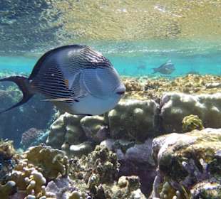 Arabischer Docktorfisch