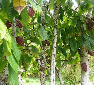 Kakaobaum