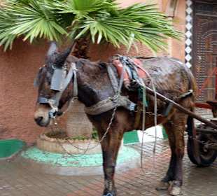 Esel in der Medina