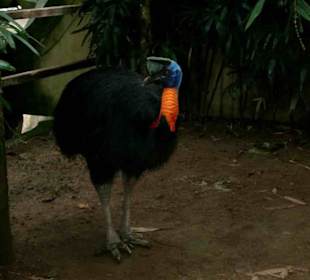 Bali Bird Park