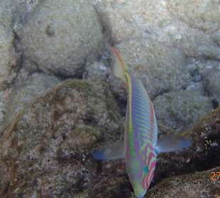 Ein neugieriger fisch