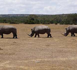 Solio - Nashörn ohne Ende