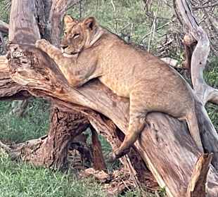 Geführte Touren Robert Safaris Adventure Galu Beach