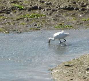 Vorgelbeobachtung im Park Natural Ria Formosa