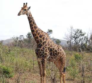 Giraffe