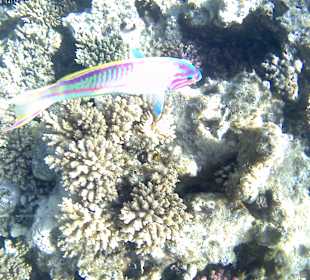 Man sieht super schöne Fische am Hausriff. Optimal zum schno