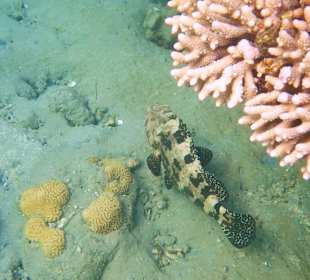 Stierkopf-Zackenbarsch