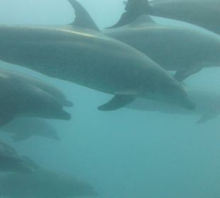 Delfinschwimmen Hurghada