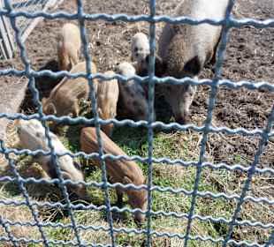 Wildpark Osterzgebirge