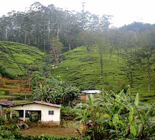 Teeplantagen im Hochland