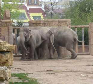 Elefantenstreit