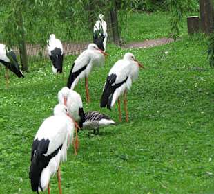 Störche