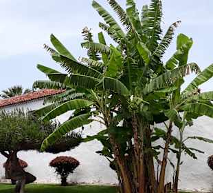 Inselrundfahrt AIDA Tagestour