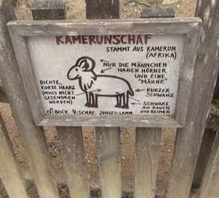 Südamerika Bereich - Kamerunschaf