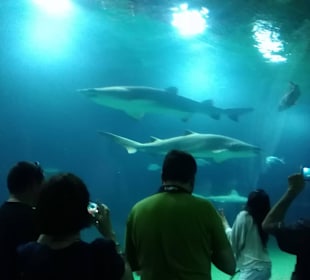  quarium / Oceanongrafic