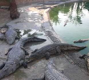 Ausflug Djerba Explore