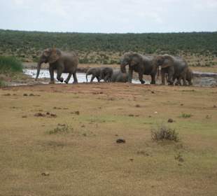 Elefanten am Wasserloch