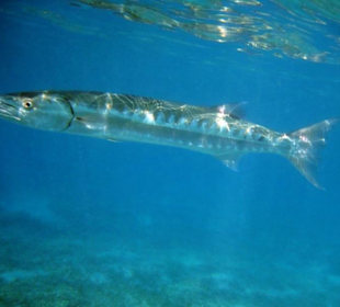 Hausbarrakuda Schnorcheln Gorgonia Beach