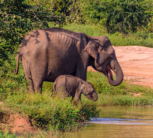 Udawalawe Nationalpark