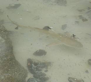 Schwarzspitzenriffhai Baby