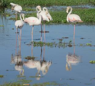Amboseli Nationalpark