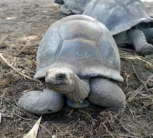 Riesen Landschildkröte in einem Park 