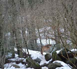 Freilichtmuseum Skansen