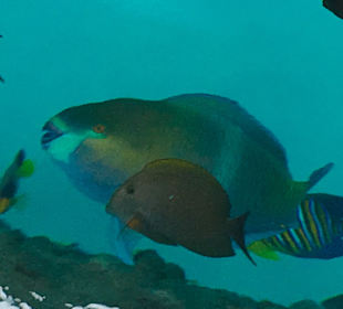 Schnorcheln Marsa Alam