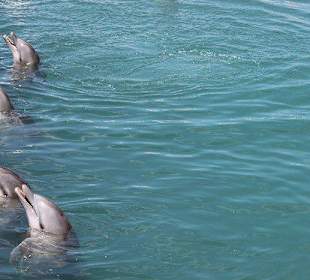 Dolphin Cove Lucea