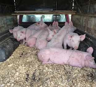 Transport zum Viehmarkt