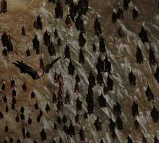 Fledermausgrotte in den Mangroven