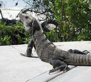 Der Dicke sonnt sich