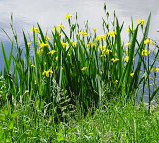 Impressionen vom Rundgang um den Tweelbäker See