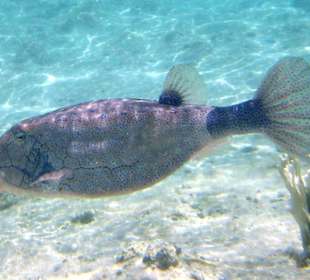Kofferfisch