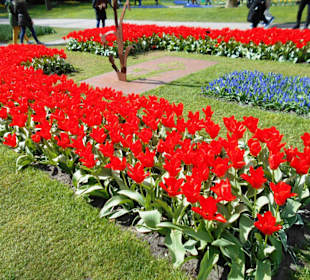 Blumenpracht im Keukenhof