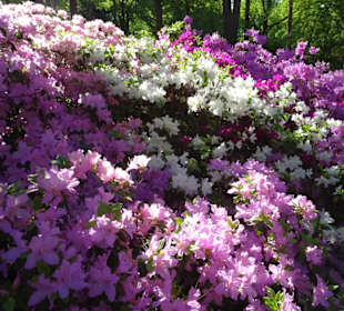 Hauptblüte im Rhododendronpark Bremen