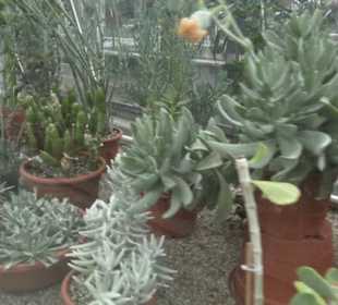 Sukkulentensammlung