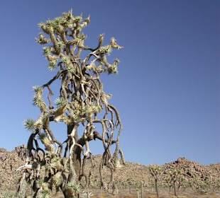 Joshua Tree NP