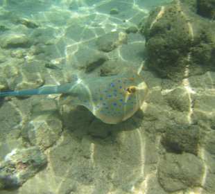 Tolles Hausriff mit vielen interessanten Fischen!