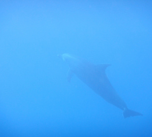 Delfinschwimmen Hurghada mit Joseph&Marlen