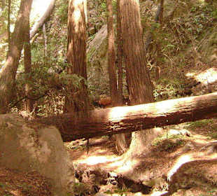 Парк Джулия Пфайфер Бернс