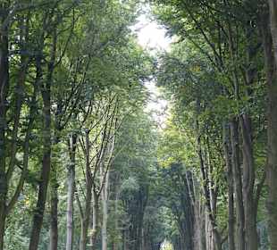 Alleen wie eine Kathedrale