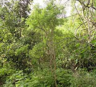 Im Naturpark Los Tilos de Moya