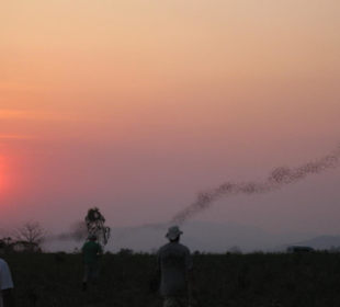 Halbtages Tour, ca. 3 Millionen Fledermäuse